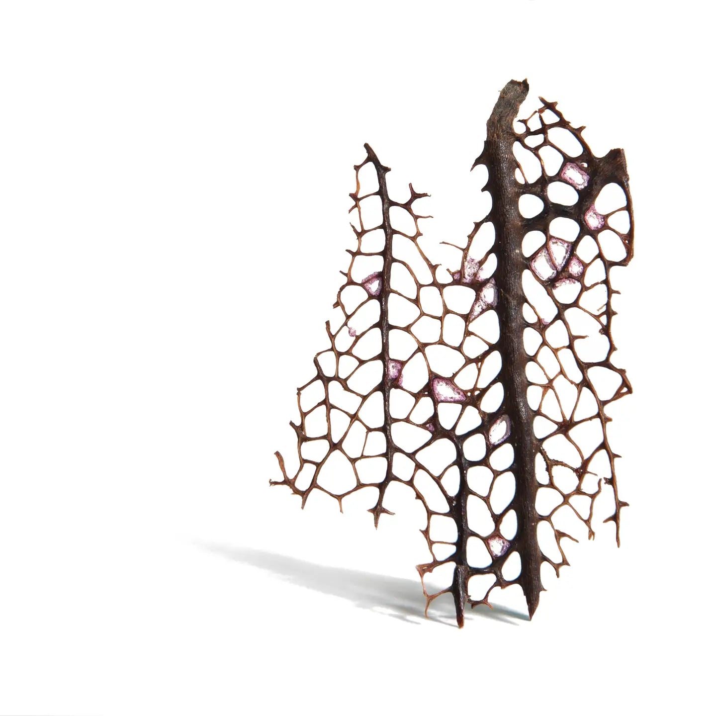 Large Sea Fan French Hook Earrings - Heart of the Home Inc