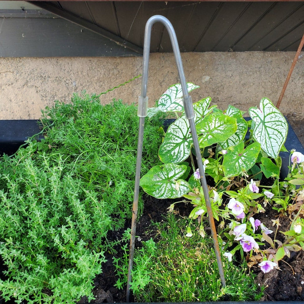 Taro Purple Garden Koi - Heart of the Home LV