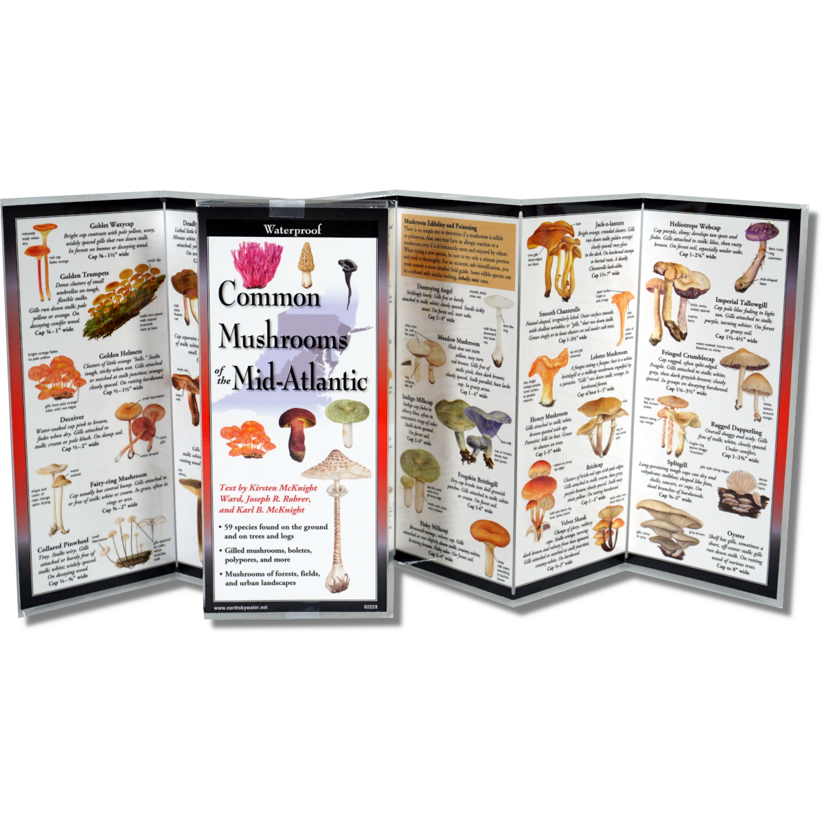 Foldable Guide to Common Mushrooms of the Mid-Atlantic - Heart of the Home LV