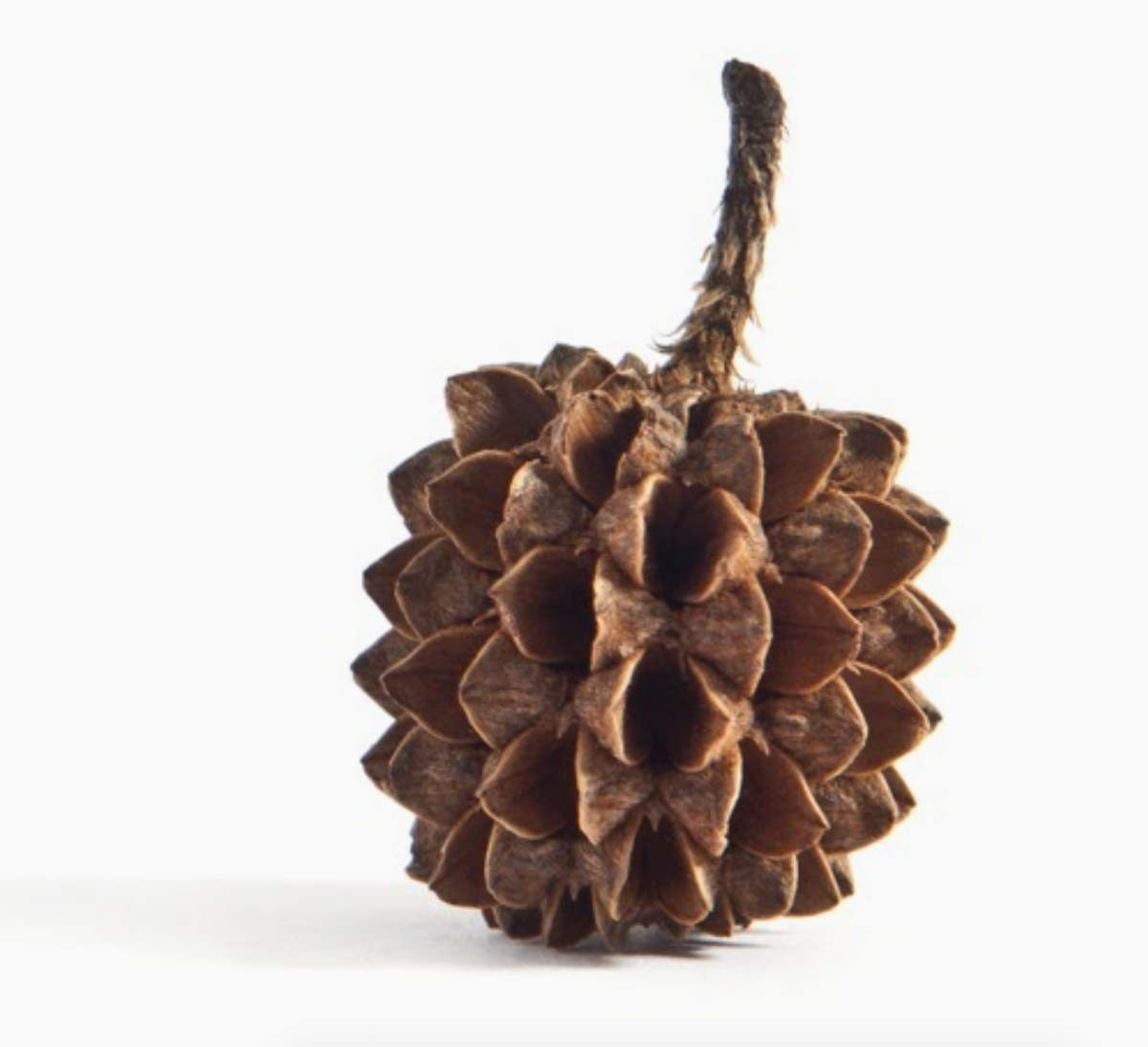 Warm Pinecone Stud Earrings - Heart of the Home Inc