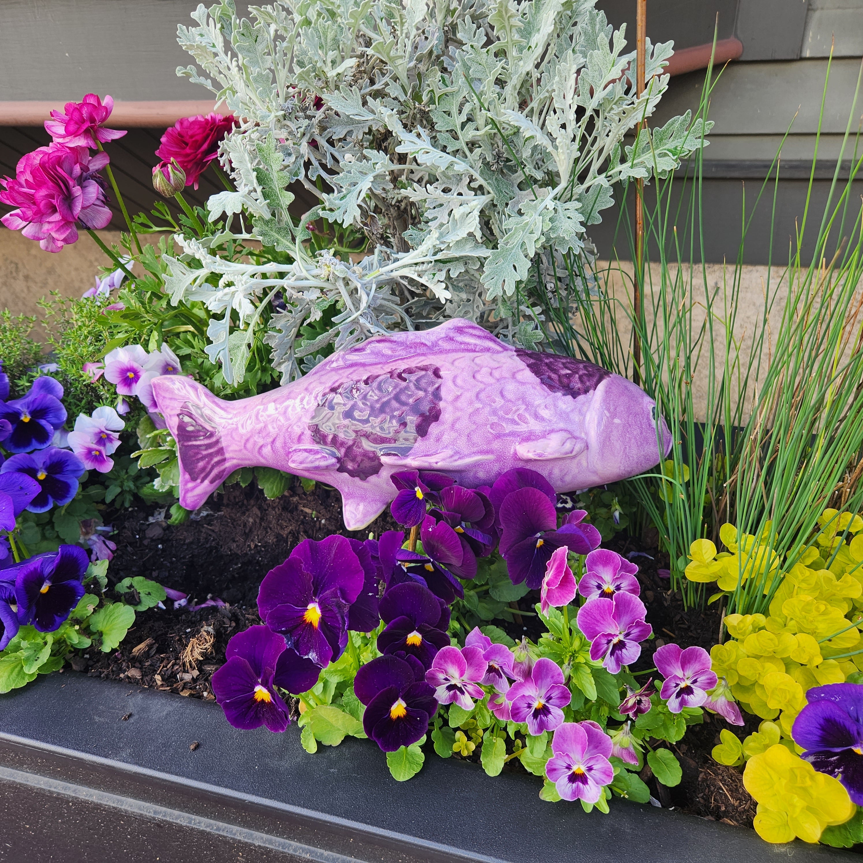 Taro Purple Garden Koi - Heart of the Home LV