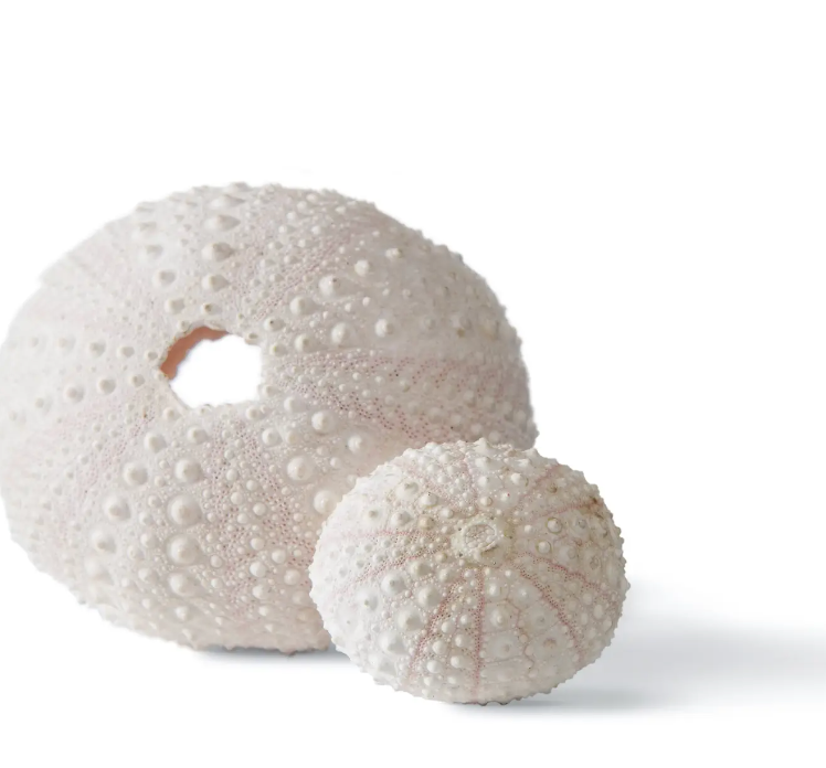 Patina Anemone Pendant - Heart of the Home Inc