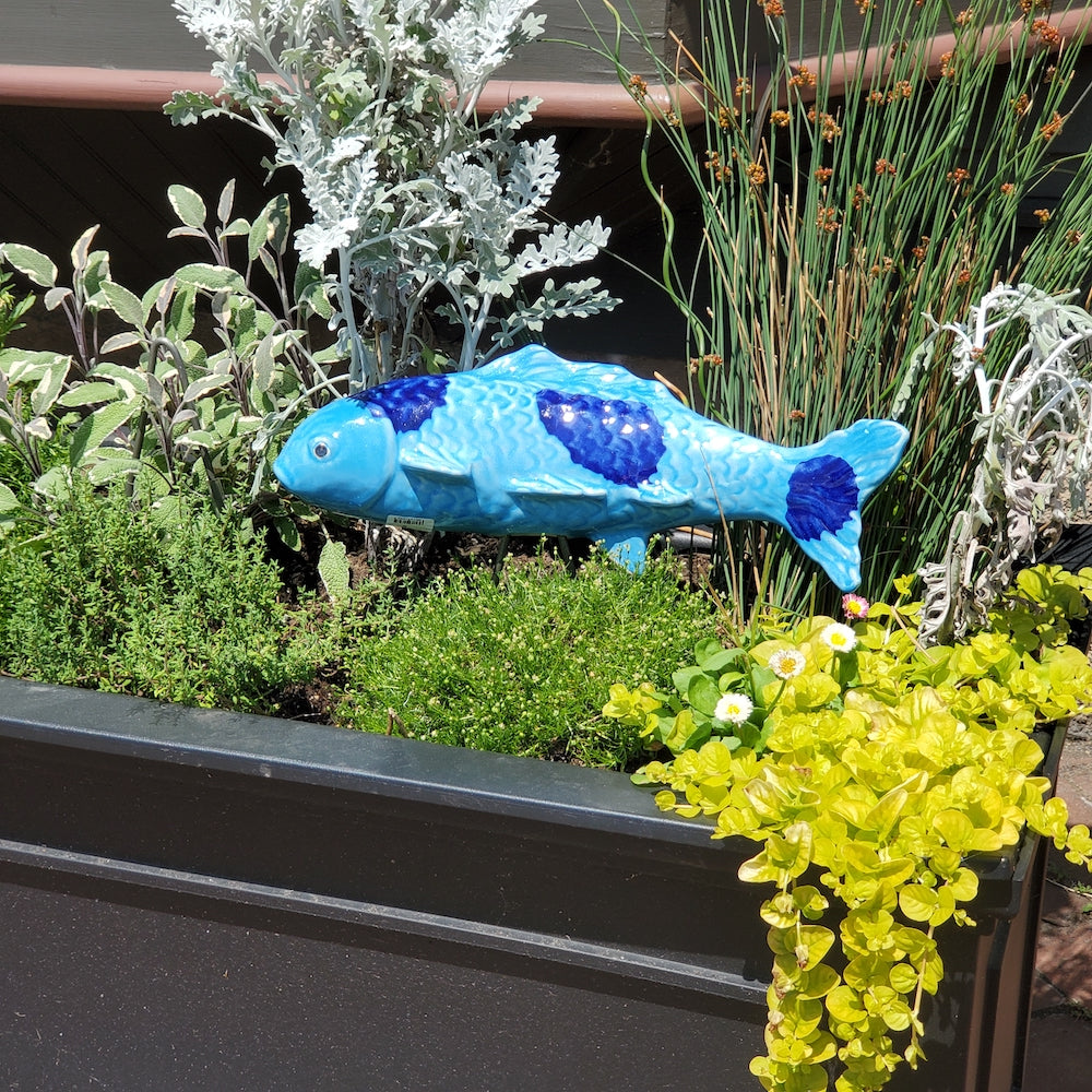 Ocean Blue Garden Koi - Heart of the Home PA