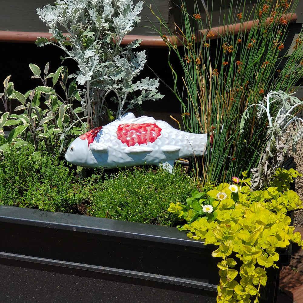 Fuji Red Garden Koi - Heart of the Home PA