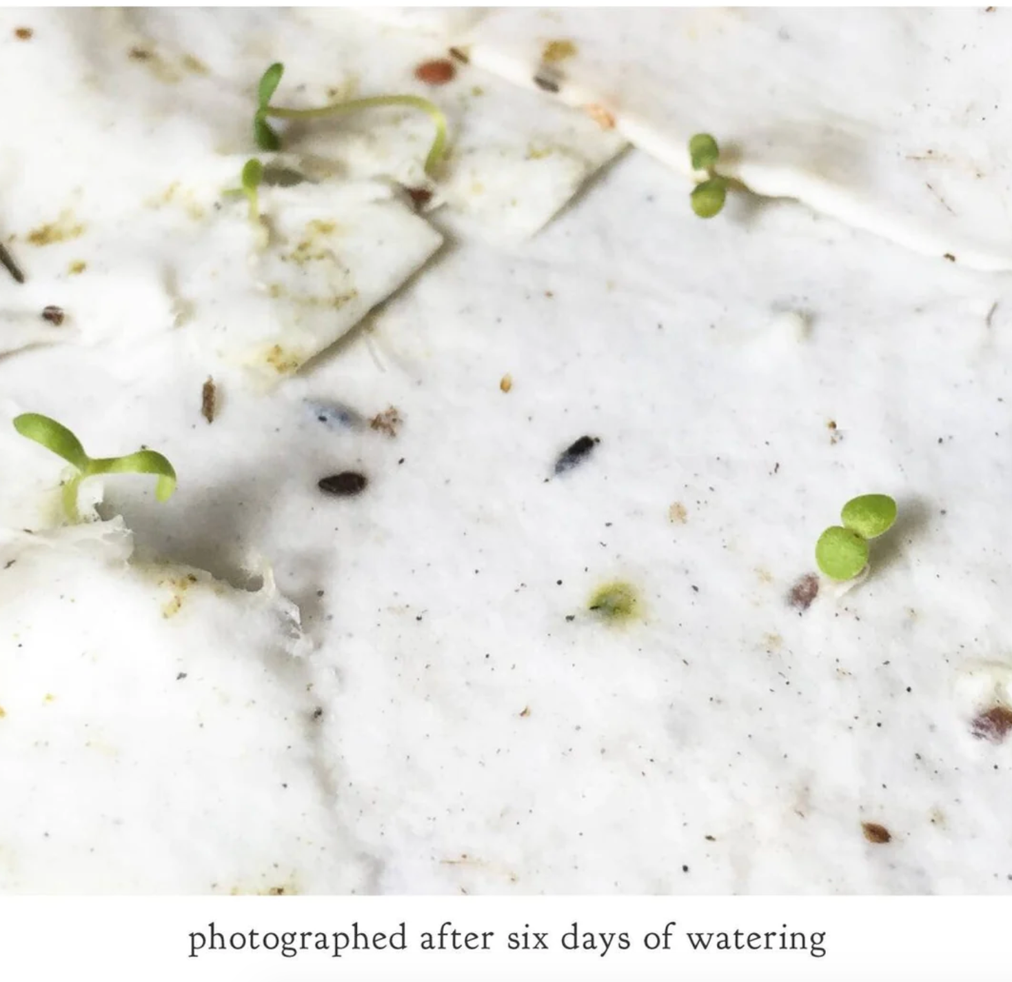 Rabbit Gathering Herbs Plantable Herb Seed Card - Heart of the Home PA