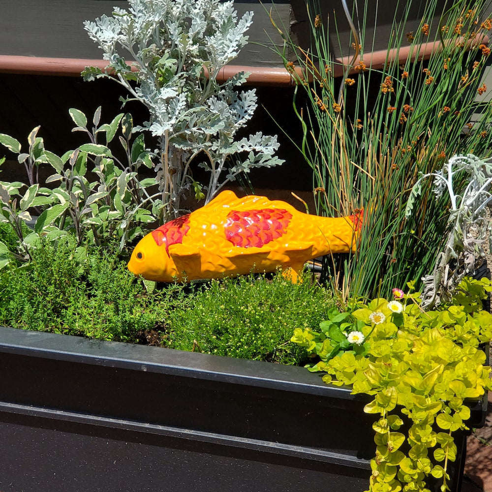 Mandarin Orange Garden Koi - Heart of the Home PA