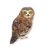 Saw-Whet Owl Eco-Sticker - Heart of the Home LV