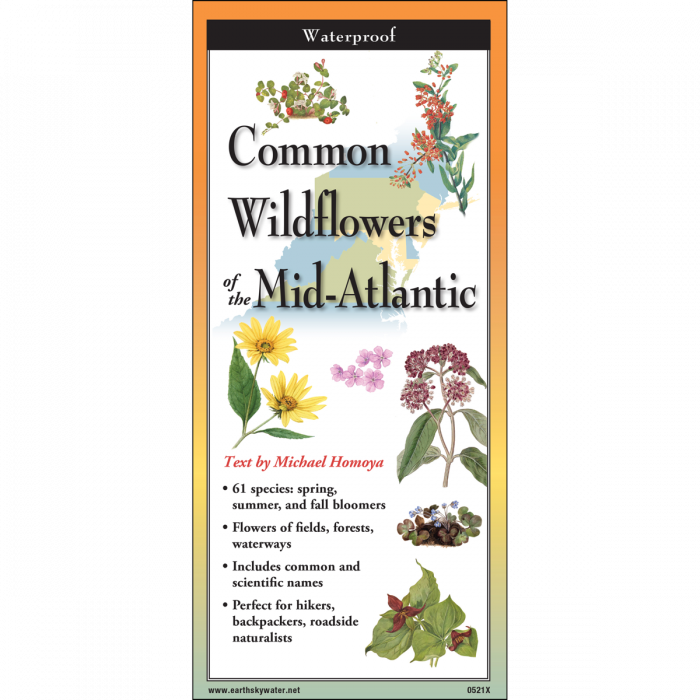Foldable Guide to Common Wildflowers of the Mid-Atlantic - Heart of the Home LV