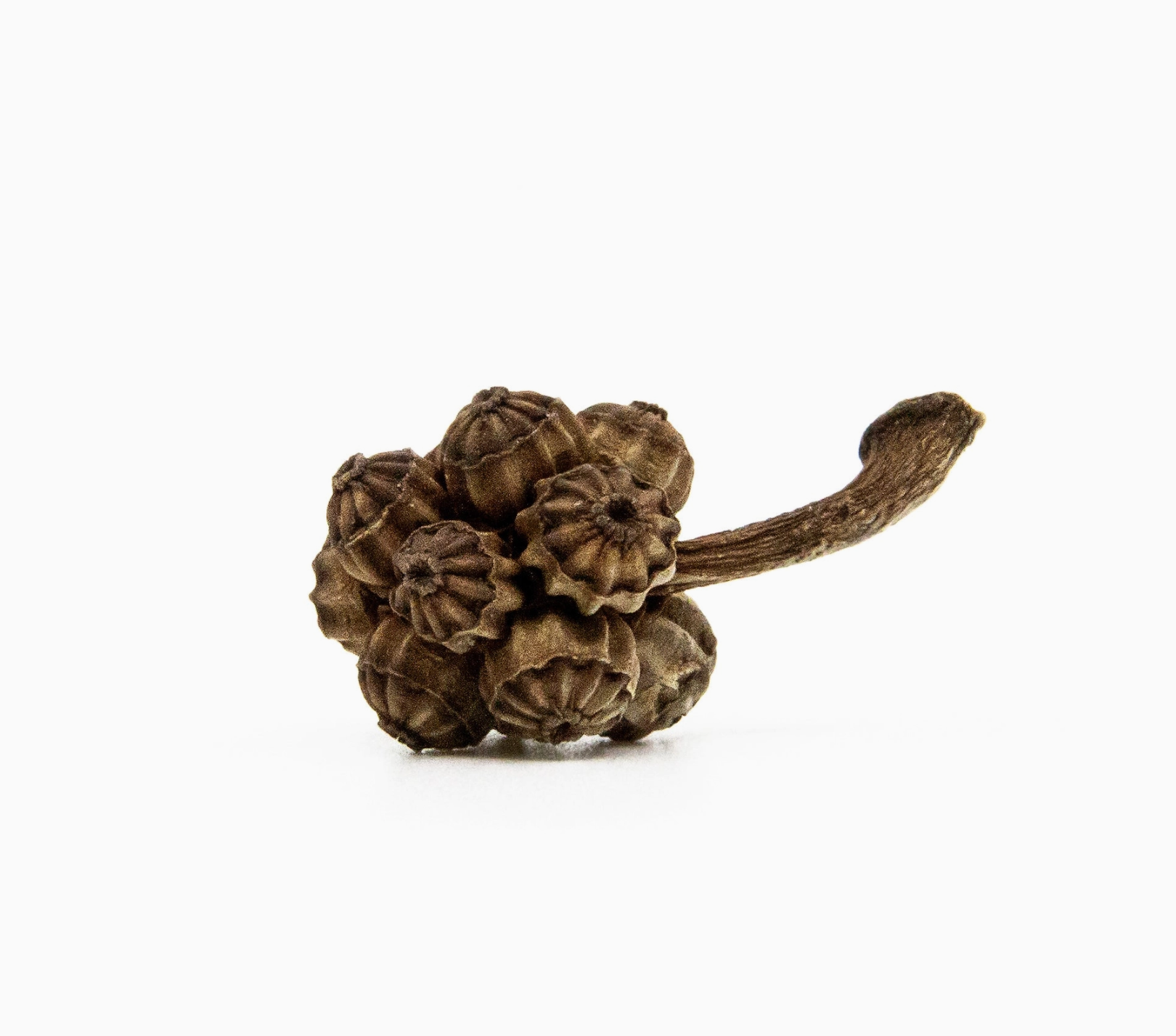 Warm Umbrella Pod Stud Earrings - Heart of the Home Inc