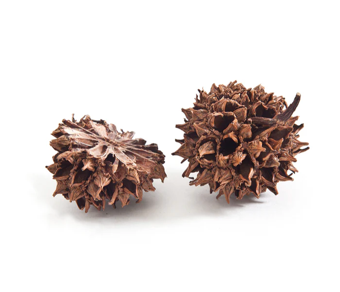 Sweetgum Teardrop French Hook Earrings in Warm Bronze