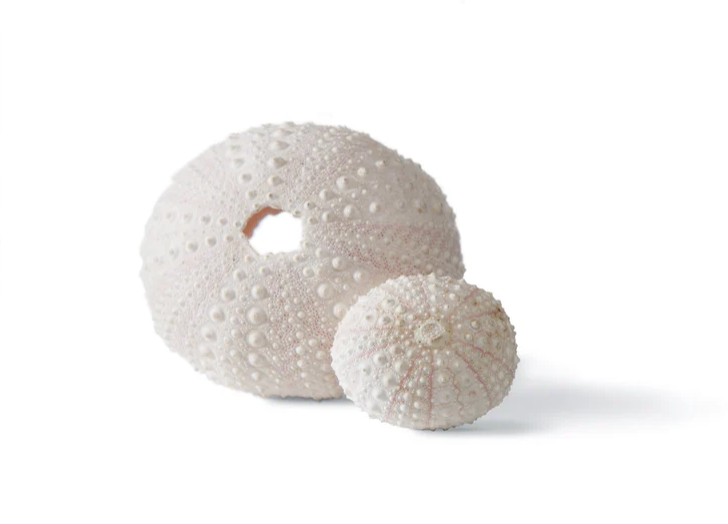 Anemone Stud Earrings in Warm Bronze