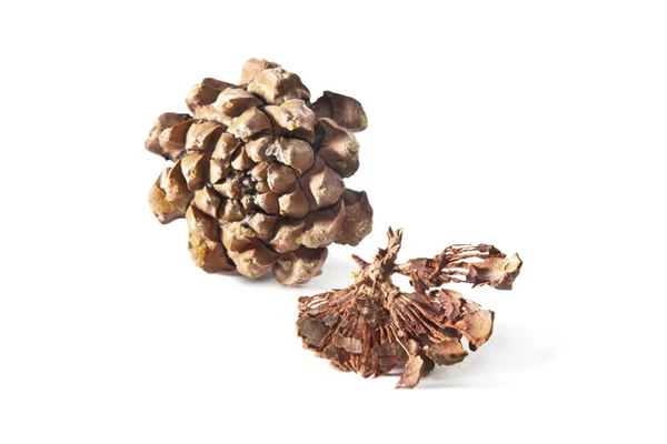 Pinion Small Hoop Earrings in Patina Silver - Heart of the Home Inc