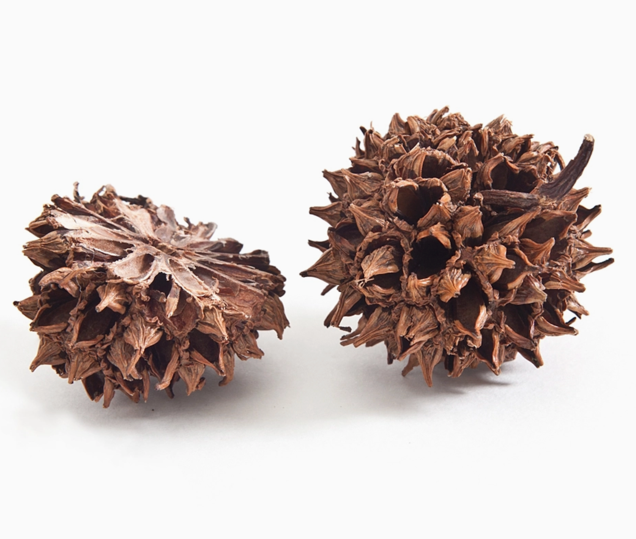 Warm Sweetgum Butterfly Studs - Heart of the Home Inc