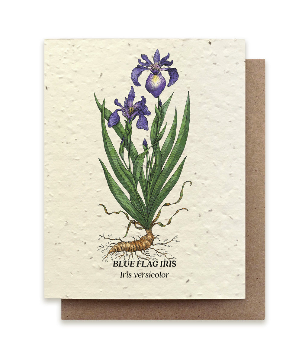 Blue Flag Iris Plantable Herb Card - Heart of the Home Inc