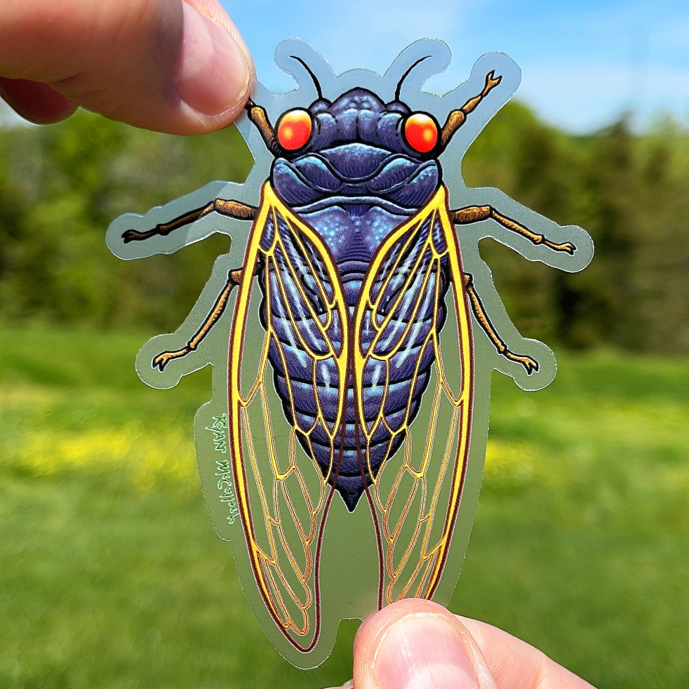 Cicada Clear Vinyl Sticker - Heart of the Home Inc