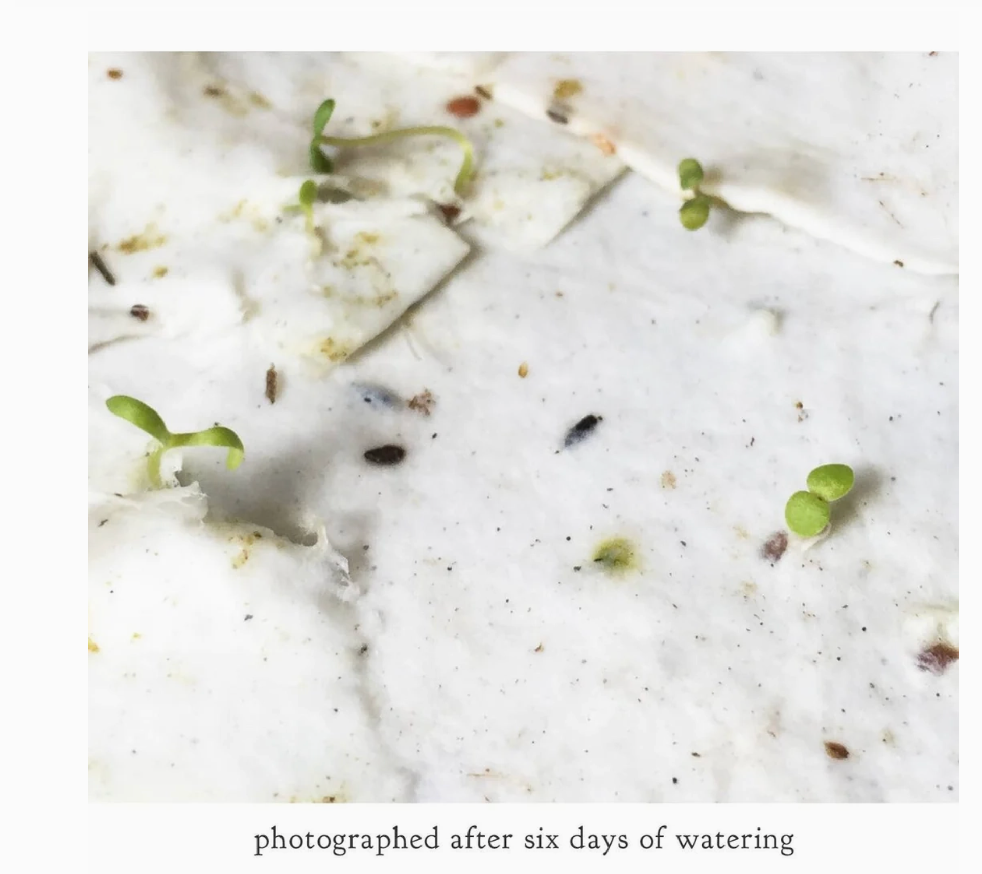 Bumblebee Plantable Card - Heart of the Home LV