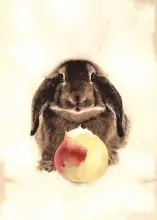 Bunny With Apple Card - Heart of the Home LV