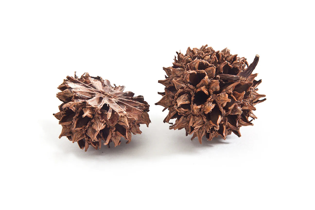 Sweetgum Slice 1" Post Earrings in Warm Bronze - Heart of the Home Inc