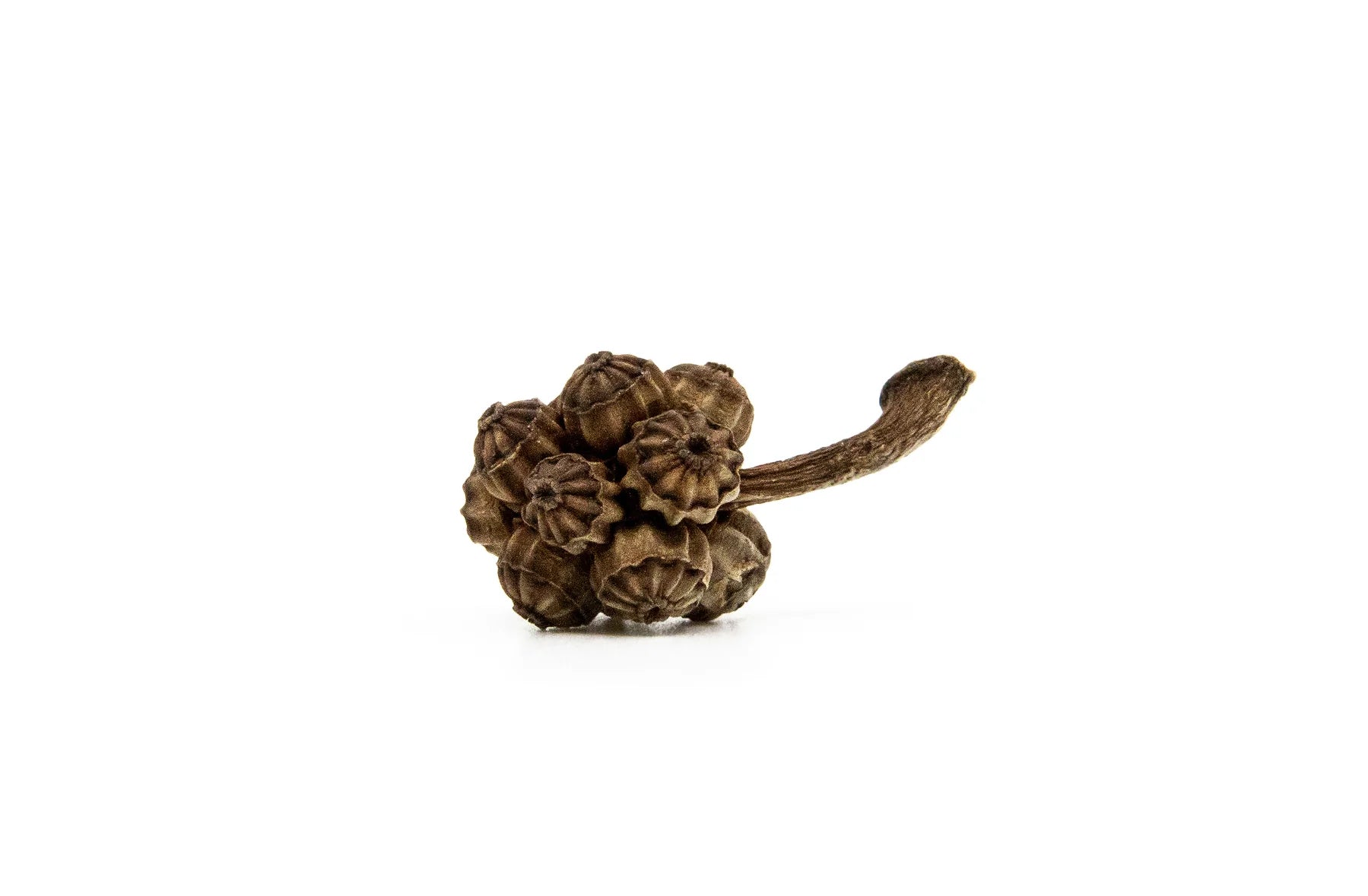 Umbrella Pod Flower Earrings in Warm Bronze - Heart of the Home Inc