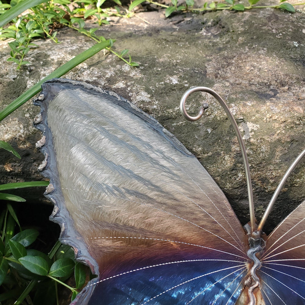 Small Lace Edge Butterfly Wall Sculpture - Lower Eye Spot - Heart of the Home PA