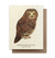 Northern Saw-Whet Owl Plantable Wildflower Seed Card - Heart of the Home PA
