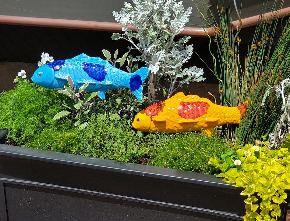 Fuji Red Garden Koi - Heart of the Home PA