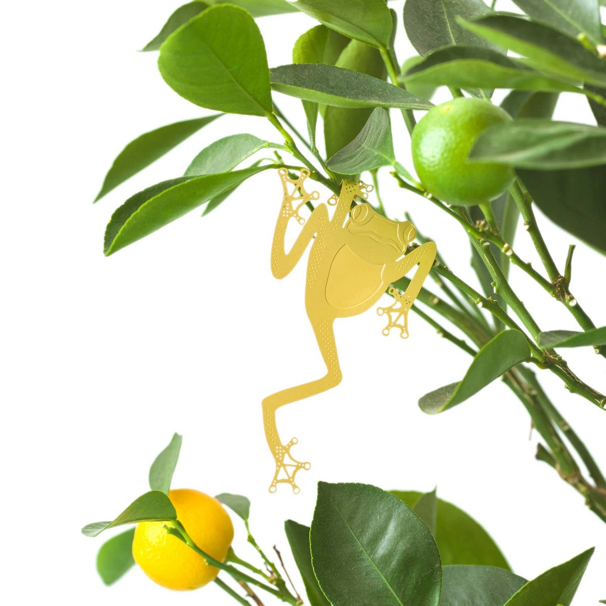 Plant Animal Tree Frog - Heart of the Home PA