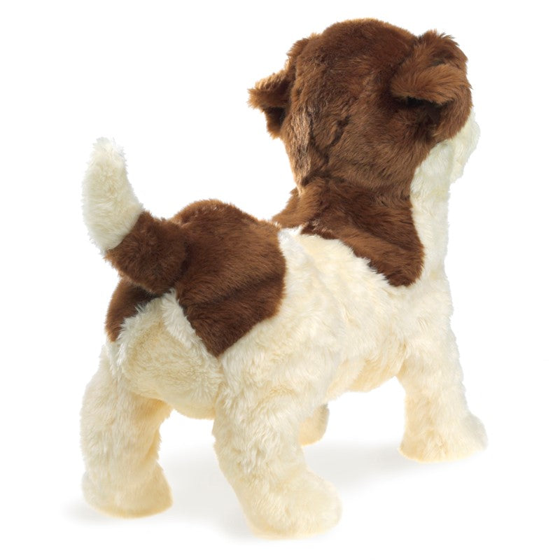 Jack Russell Terrier Pupper - Heart of the Home PA