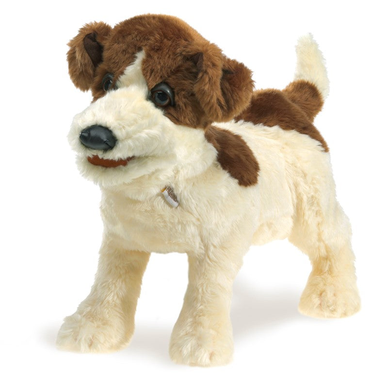 Jack Russell Terrier Pupper - Heart of the Home PA