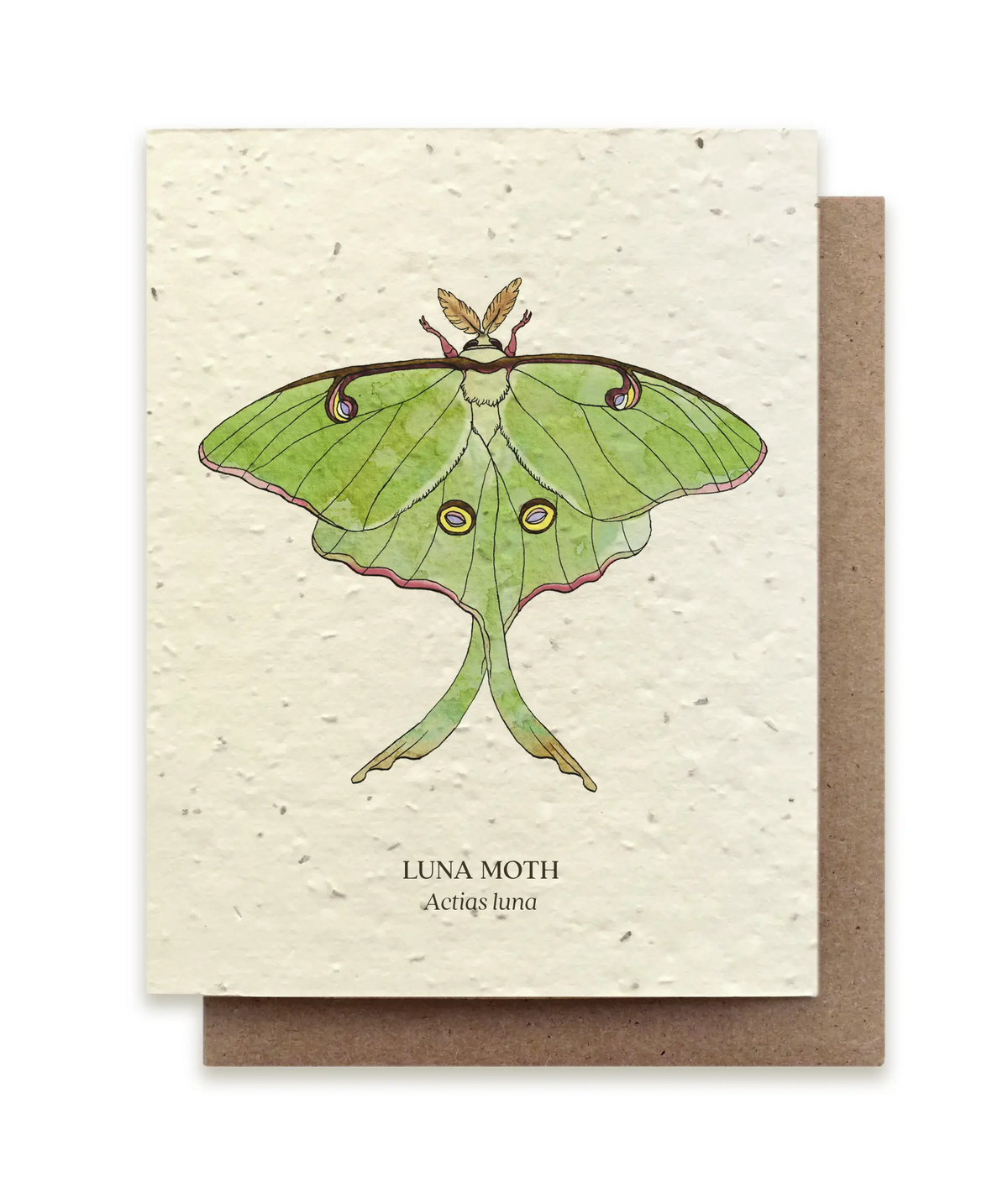 Luna Moth Plantable Card - Heart of the Home PA